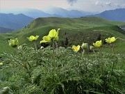 17 Pulsatilla alpina sulphurea (Anemone sulfureo) sul sent. 109 con vista sui Piani dell'Avaro 